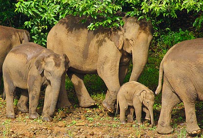 South India Wildlife Tour Package