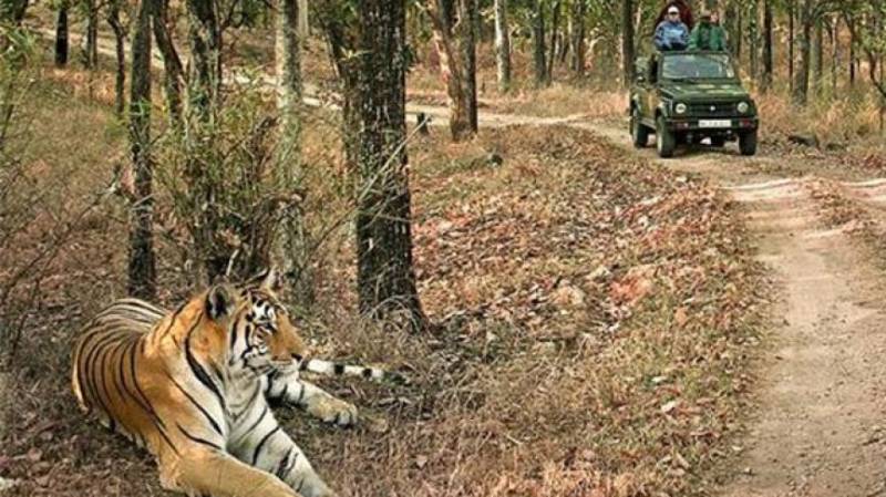 Indian Tiger Safari Package