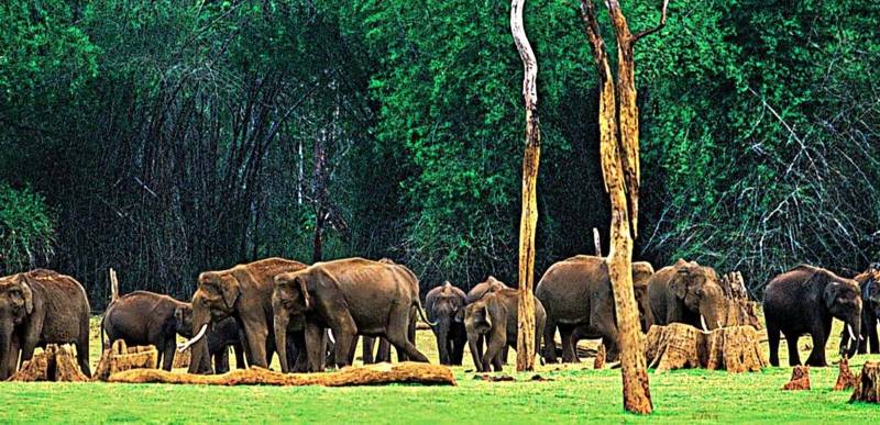 Kerala Wildlife Package