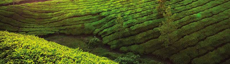 South India Spice Tour Package