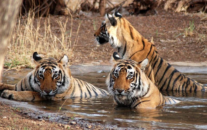 Short Escape To Ranthambore Package