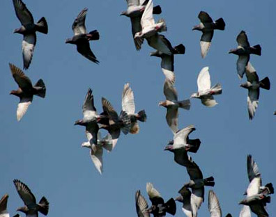 Pigeon Flying Package