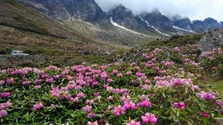 Explore Valley Of Flowers Tour