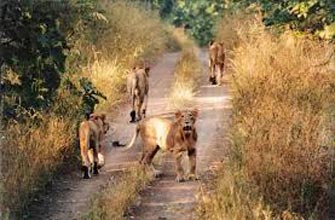 Wildlife And Heritage Of Gujarat Tour