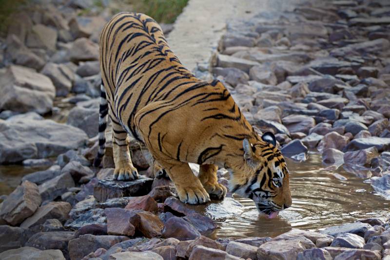 Short Escape To Ranthambore Package