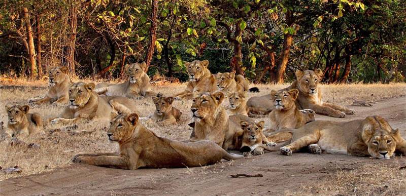 Short Escape To Gir Package