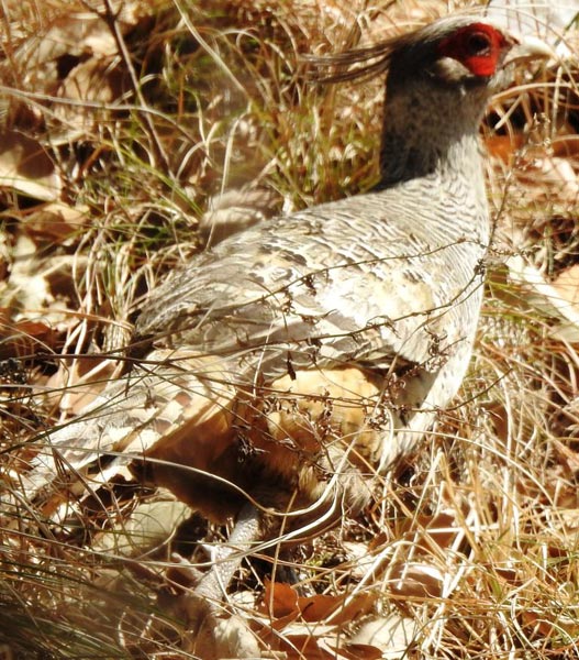 Pangot Birding 2nights/3days Tour