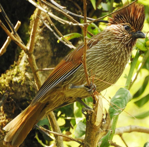 Pangot Birding 2nights/3days Tour