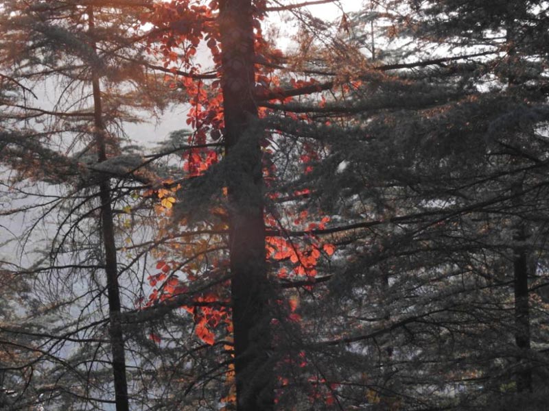 Amazing Uttarakhand Tour