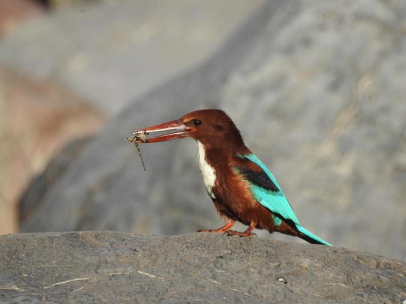 Amazing Uttarakhand Tour