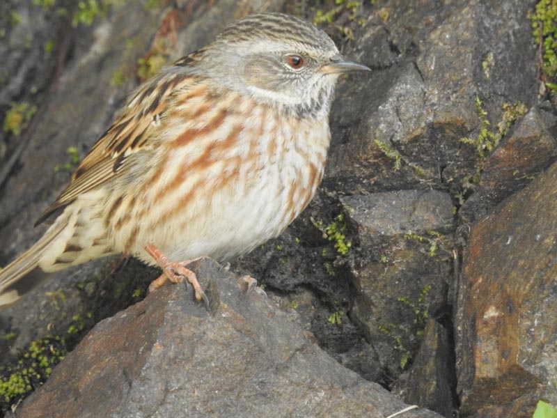 Nandhaur wildlife and Naina devi birding tour