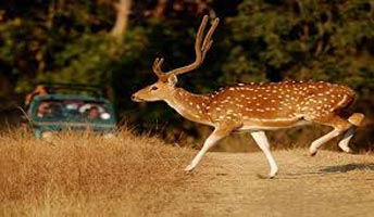 Nagpur To Pench National Park Weekend Tour