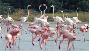 Gujarat Wildlife & Bird Watching Tour