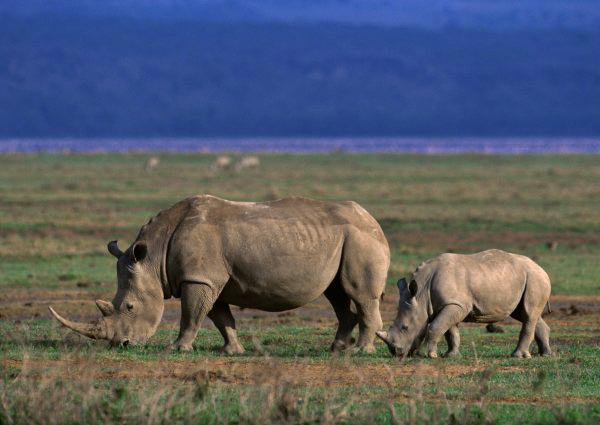 Big Five And Migration Safaris Tour