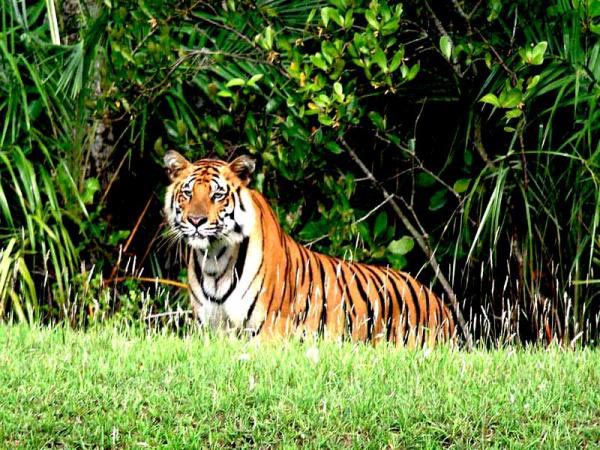 Man V/s Wild At Sundarbans Tour