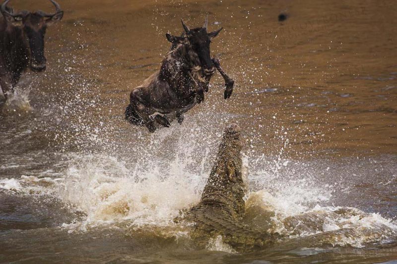 10 Days Romantic African Honeymoon Safari in Kenya Tour