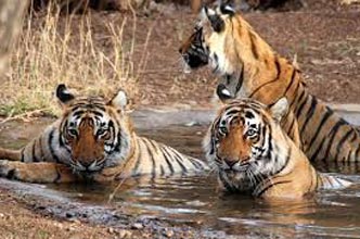 6 Nights 7 Days Golden Triangle Tour With Ranthambore