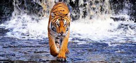 Sundarbans Short Tour