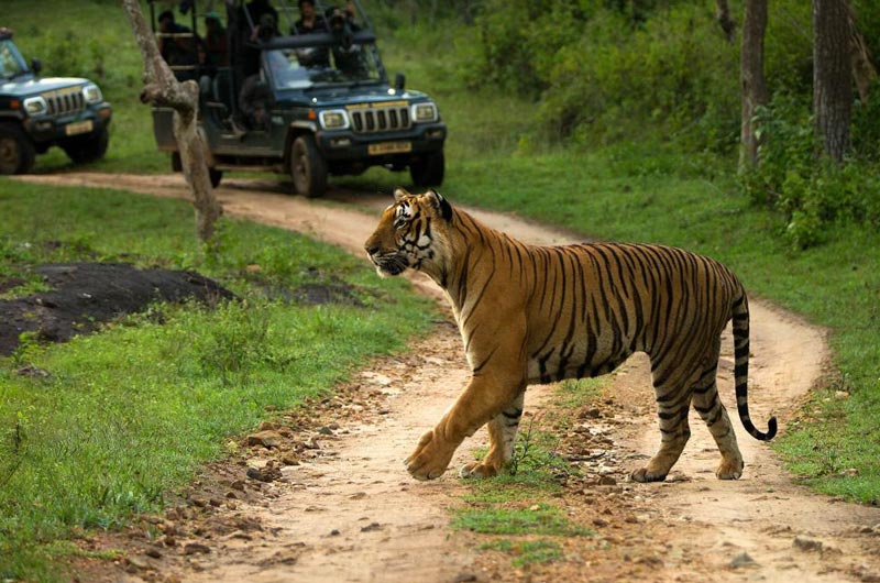 nagarhole tiger safari booking