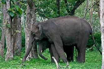Coorg Tour With Kabini