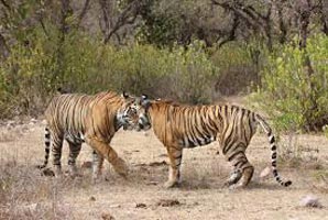 Delhi - Sariska Wildlife Tour