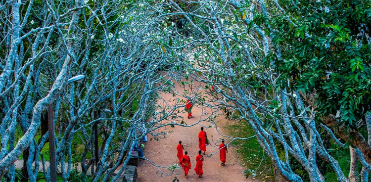 Sri Lanka Culture & Heritage Tour - 7 Days