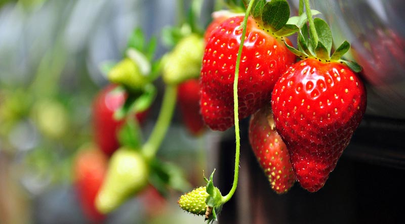 Hill Country Sri Lanka Tour - 06 Days