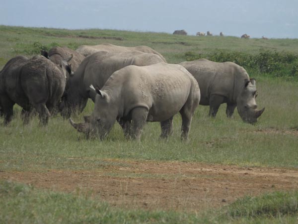 5 Nights 6 Days Maasai Mara/ Lake Nakuru and Amboseli Safari. Tour