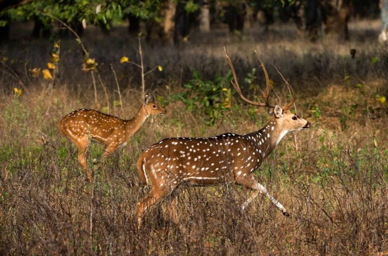Luxury Wildlife Tours India