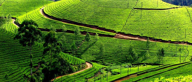 Darjeeling Gangtok Tour