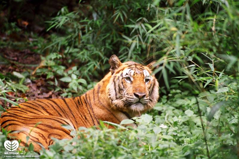 Royal Bengal Sundarbans Tour