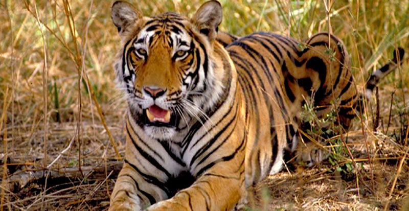 10 Day Rajasthan Tour + Tigers