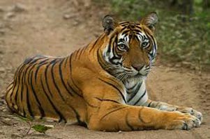 11 Day Rajasthan + Tigers Tour