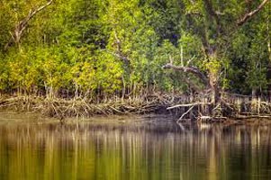Short Escape To Sundarbans Tour