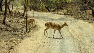 Wildlife And Heritage Of Gujarat Tour