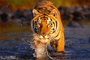 Package Tour Operator For Sunderban