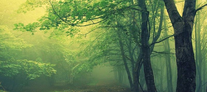 Package Tour Operator For Sunderban