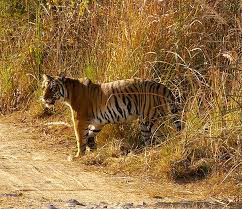 Corbett Nainital Tour