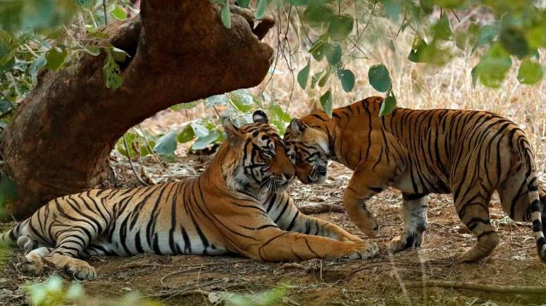 4 Days Jaipur City Tour With Tiger