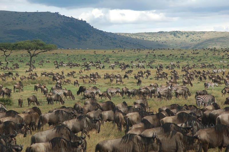 Tanzania Safari Tour