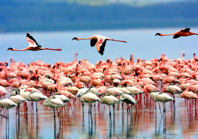 7 Day Safari Ngorongoro, Serengeti Manyara Tour