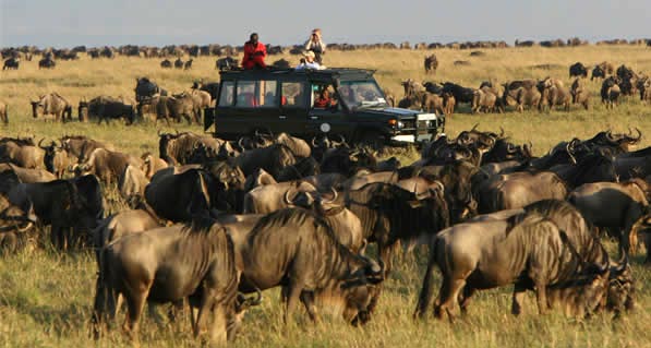 10 Day Serengeti Wildebeest Migration Tracking Tour