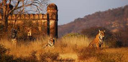 Golden Triangle And Tiger Tour