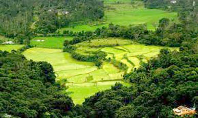 Coorg 5 Days / 4 Nights  Tours