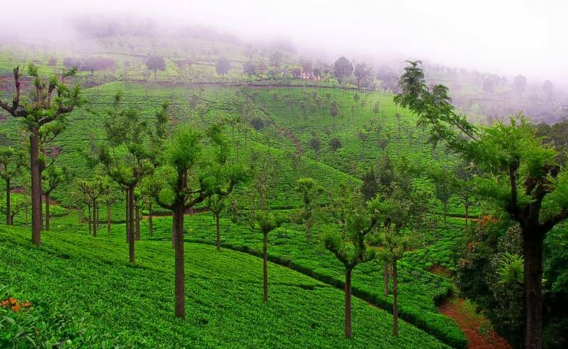 5 Day Trip From Bangalore - Best Of Mysore - Ooty - Coonoor