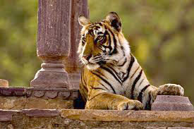 Golden Triangle Tour With Ranthambore 06 Nights / 07 Days