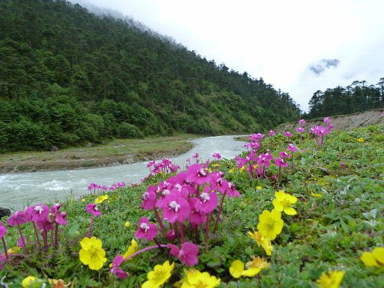 Gangtok - Guru Dongmar - Yumthung Valley Tours(06N/07Days)