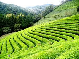Ooty Package For 5 Days Tour