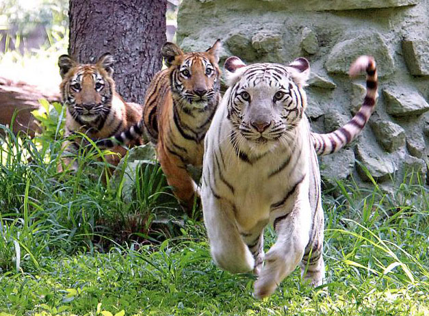 South India 6Night 7Days Tour