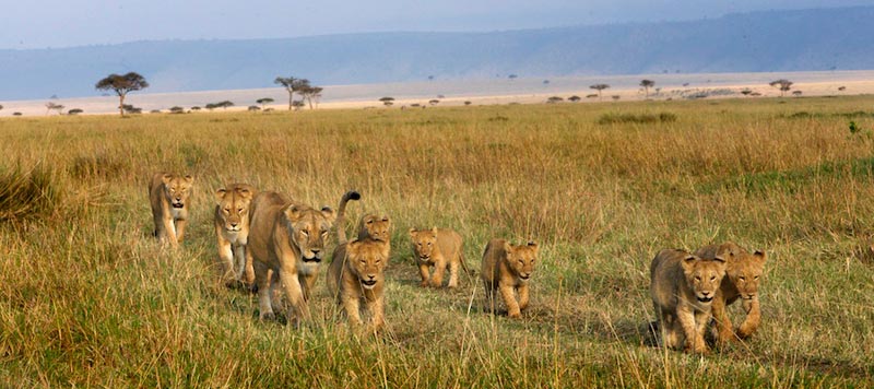 6 Days Classic Safaris ,Lake Manyara ,Serengeti Plains ,Ngorongoro Crater ,Tarangire Tour